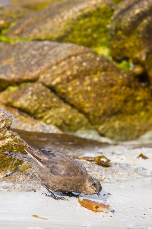 Blackish Cinclodes Inspecting Piece Of Kelp